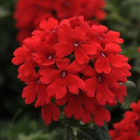 Verbena Category Image